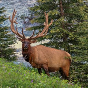 Kentucky sends Wisconsin 60 more elk