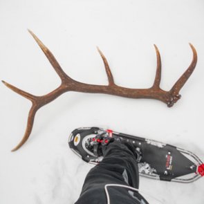 Emergency shed hunting closures in Utah