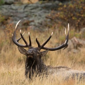 Montana FWP seeks tips after bull elk poached