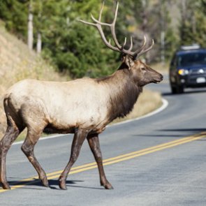 Montana’s new roadkill permit puts meat into freezers
