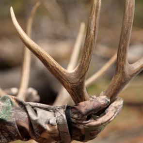 Montana elk and deer harvest on-track with five-year average