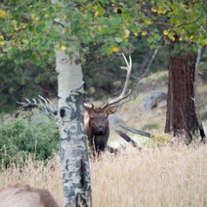 Wyoming license sales prove hunting and fishing popular and increasing