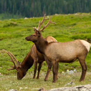 Elliott the elk looks for new home