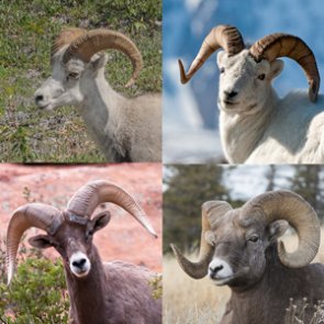 A breakdown of all four sheep species