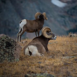 New study finds differences in bighorn sheep migrations