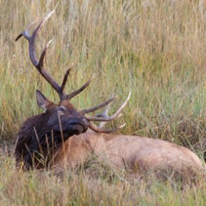 Missouri considers limited elk hunting season