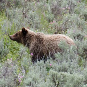 Bernhardt meets in Montana about grizzly delisting decision