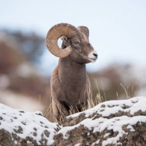 Montana considers one bighorn sheep hunting permit in Elkhorn Mountains