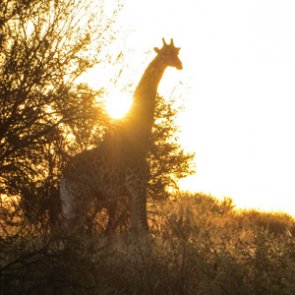 Africa: The journey of a lifetime