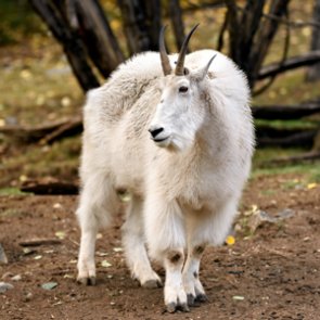 Grand Teton’s mountain goat cull is underway
