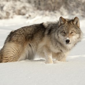 Confusion between wolves and coyotes