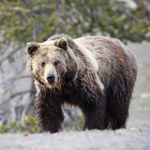 Montana FWP reports nearly 50 grizzly deaths have occurred so far in 2018