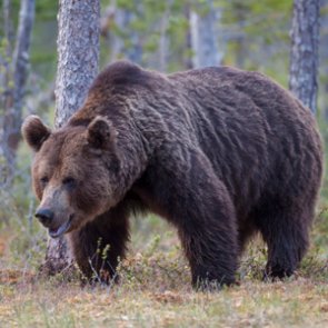 Appeal challenges restoring Yellowstone grizzly protections