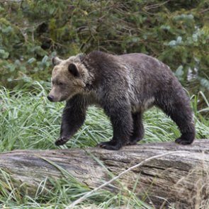 Tracking grizzly bear and elk hunter interactions