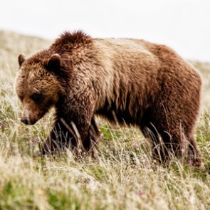 Are grizzly bears ready for delisting?