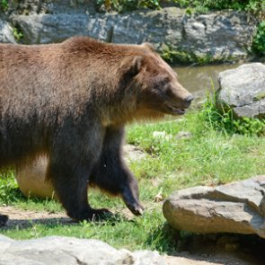 Government releases draft grizzly plan for Washington State