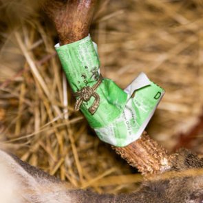 Regret and joy from a hunting experience