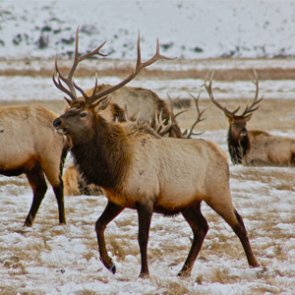 Is FWS shutting down Wyoming’s supplemental elk feeding program?