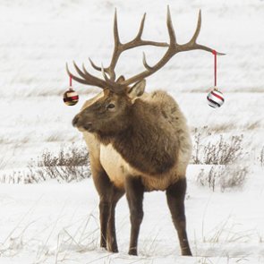 Holiday Gift Guide