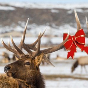 Holiday gift ideas for the western hunter