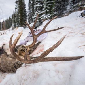 Hunting in grizzly bear country: Safety after you get an animal down