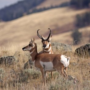 Idaho studies antelope migration patterns