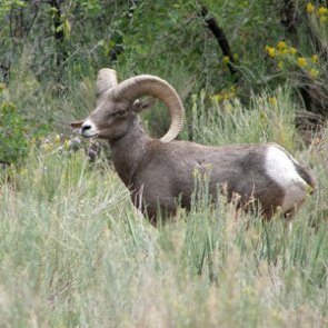 IDFG lethally removes last four bighorn sheep in the South Hills