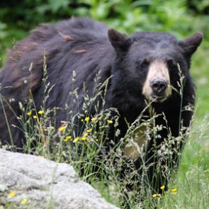 Idaho Fish and Game resumes the sale of nonresident licenses, tags and permits