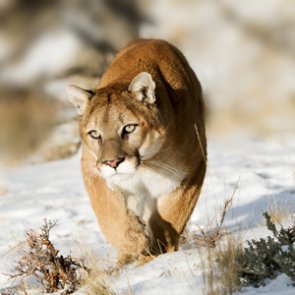 Idaho dogs attacked by mountain lions
