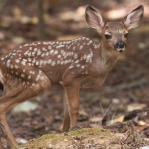 Idaho mule deer fawns experience “below-average survival rates”