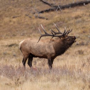 Update on 2020 Idaho nonresident OTC deer and elk tag numbers