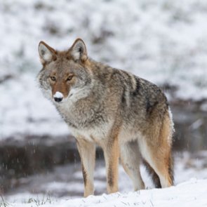 Idaho commission rejects trapping and lighted nock petitions