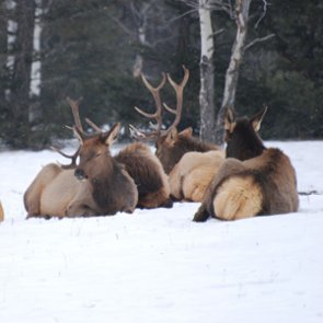 ALERT: Idaho House approves decrease in nonresident tags, but increase in fees