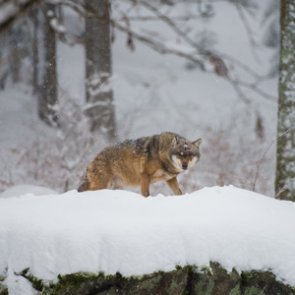 Idaho commission expands wolf hunting and trapping