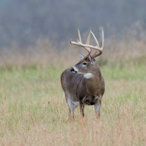 Iowa deer hit with outbreak of epizootic hemorrhagic disease