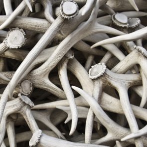 Elk antler auction raises over $186,000