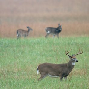 Kansas considers increasing cost of hunting and fishing licenses