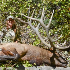 Persistence proves to be the best tactic for elk