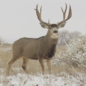 Lifetime hunting bans for two Idaho poachers