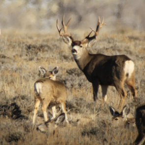 From the start: how a hunter was born