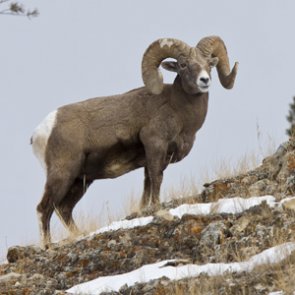 The bighorn sheep struggle across the West
