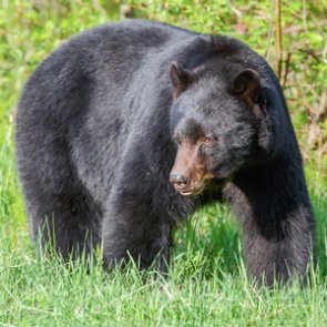 Systematic attacks on black bear hunting in California