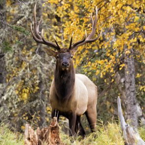 5 trails to trophy elk
