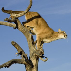 The political spiral of mountain lions in California