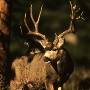 Utah’s healthy herd numbers