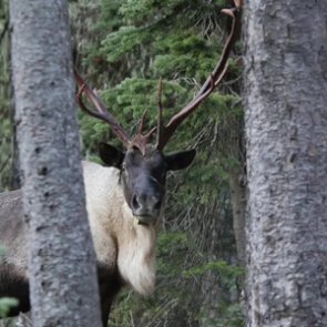 The downfall of the rare south Selkirk Mountain caribou