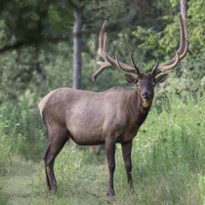 7 awesome reasons why you need to hunt in Colorado
