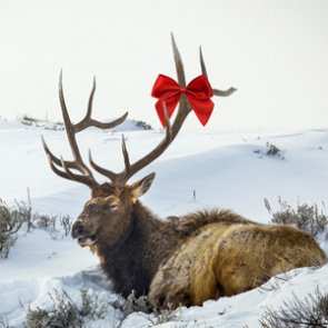Last-minute Christmas gift ideas for hunters