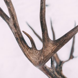 Summer mule deer scouting for late fall hunting success: Part 2