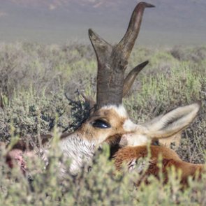 3 tags, 3 hunters - 243 inches of antelope horns